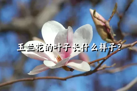 玉兰花的叶子长什么样子？