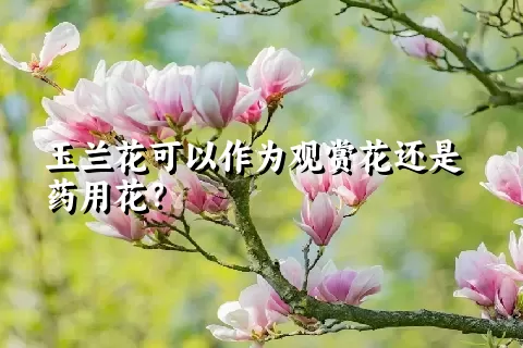 玉兰花可以作为观赏花还是药用花？