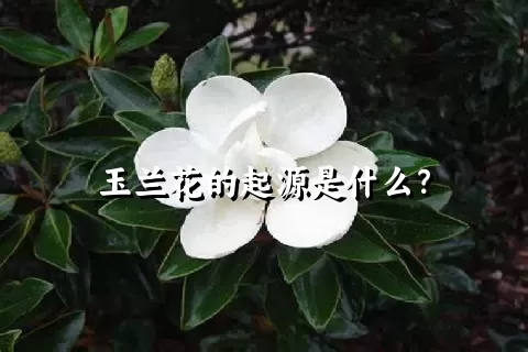 玉兰花的起源是什么？