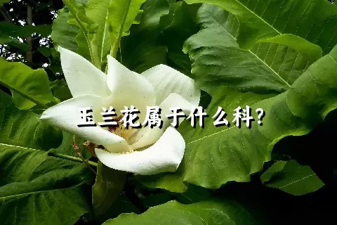 玉兰花属于什么科？