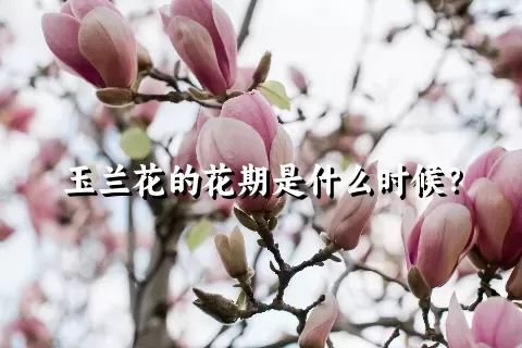 玉兰花的花期是什么时候？