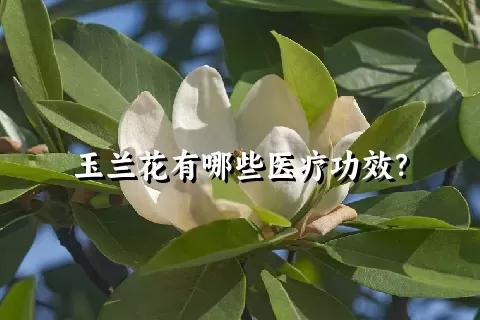 玉兰花有哪些医疗功效？