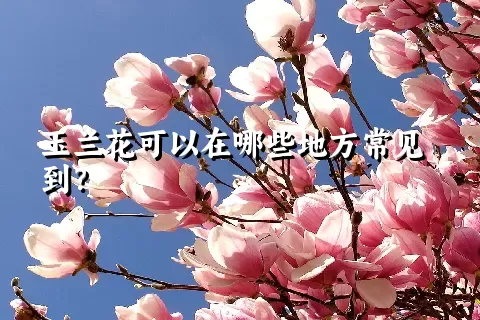 玉兰花可以在哪些地方常见到？