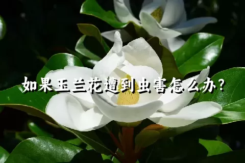 如果玉兰花遭到虫害怎么办？