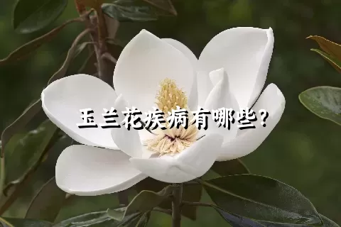 玉兰花疾病有哪些？