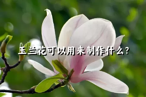 玉兰花可以用来制作什么？