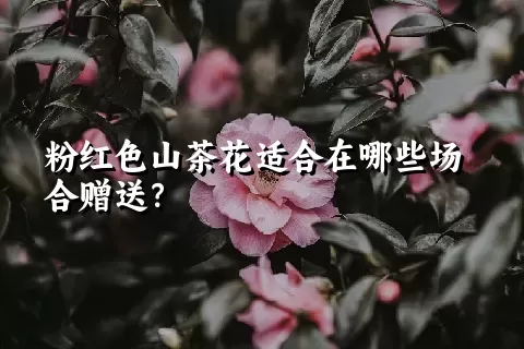 粉红色山茶花适合在哪些场合赠送？