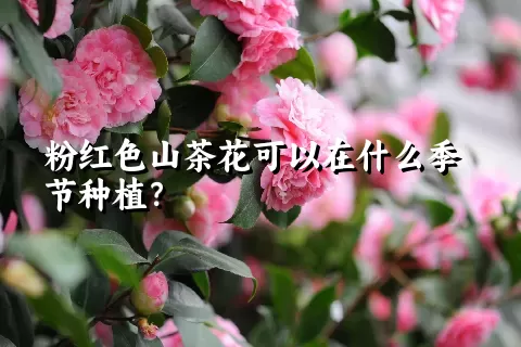 粉红色山茶花可以在什么季节种植？