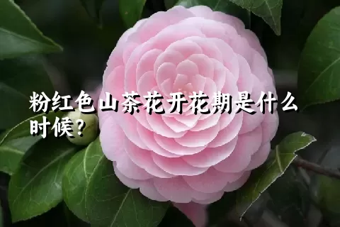 粉红色山茶花开花期是什么时候？