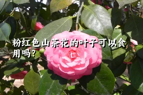 粉红色山茶花的叶子可以食用吗？