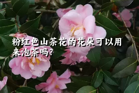 粉红色山茶花的花朵可以用来泡茶吗？