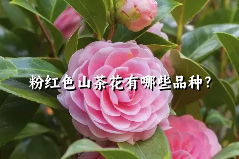 粉红色山茶花有哪些品种？