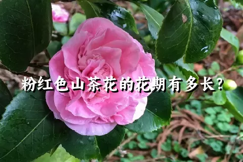 粉红色山茶花的花期有多长？