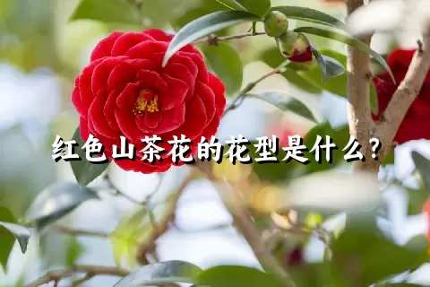 红色山茶花的花型是什么？