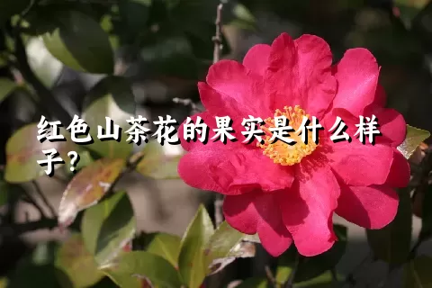 红色山茶花的果实是什么样子？