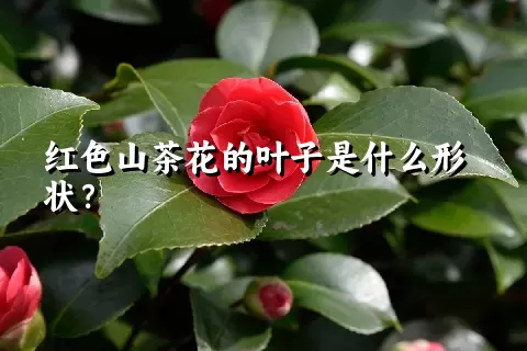 红色山茶花的叶子是什么形状？