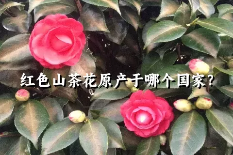 红色山茶花原产于哪个国家？