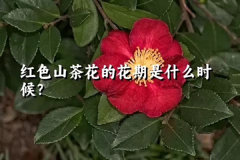 红色山茶花的花期是什么时候？