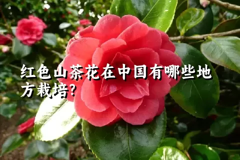 红色山茶花在中国有哪些地方栽培？