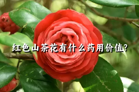 红色山茶花有什么药用价值？