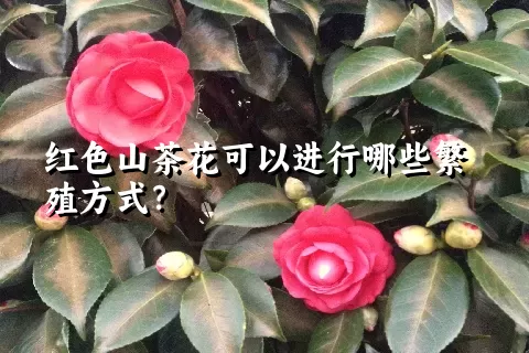 红色山茶花可以进行哪些繁殖方式？