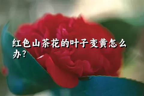 红色山茶花的叶子变黄怎么办？