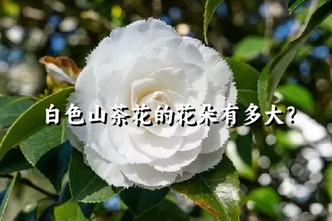 白色山茶花的花朵有多大？