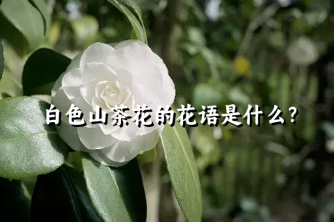 白色山茶花的花语是什么？