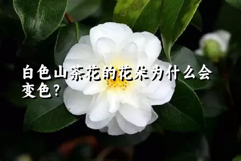 白色山茶花的花朵为什么会变色？