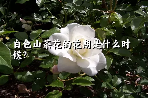 白色山茶花的花期是什么时候？