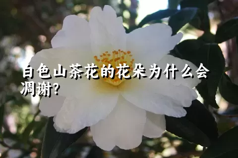 白色山茶花的花朵为什么会凋谢？