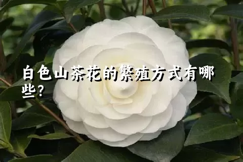 白色山茶花的繁殖方式有哪些？