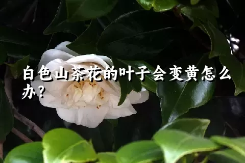 白色山茶花的叶子会变黄怎么办？