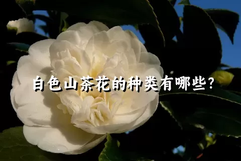 白色山茶花的种类有哪些？