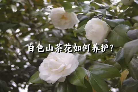 白色山茶花如何养护？