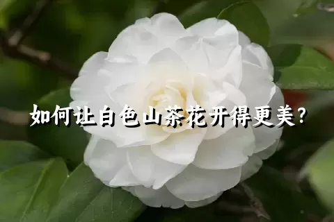 如何让白色山茶花开得更美？