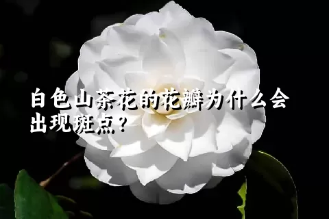 白色山茶花的花瓣为什么会出现斑点？