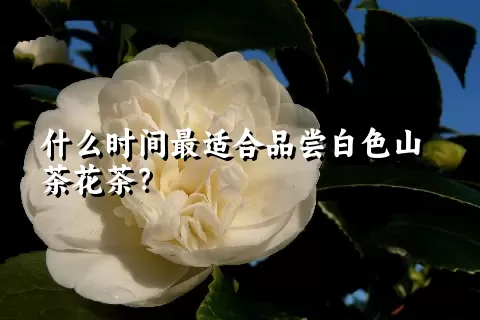 什么时间最适合品尝白色山茶花茶？