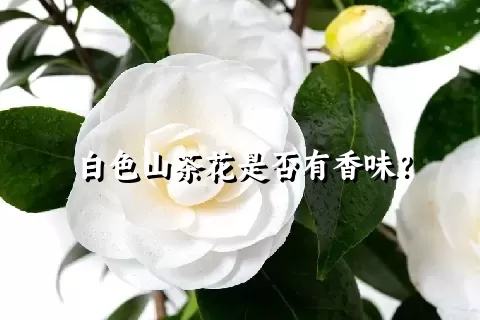 白色山茶花是否有香味？