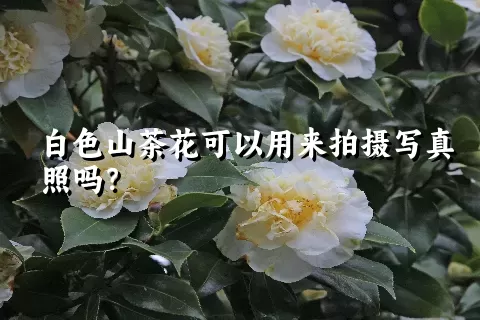 白色山茶花可以用来拍摄写真照吗？