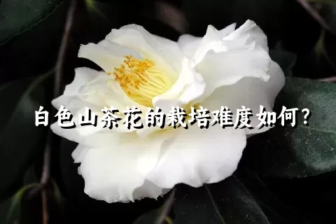 白色山茶花的栽培难度如何？