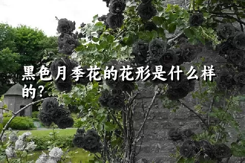 黑色月季花的花形是什么样的？