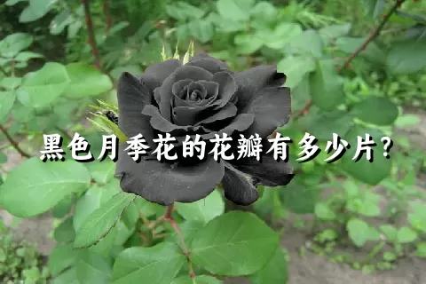 黑色月季花的花瓣有多少片？