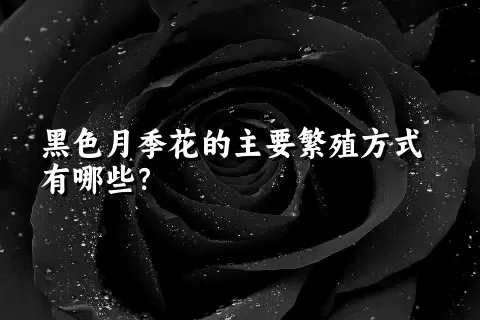 黑色月季花的主要繁殖方式有哪些？