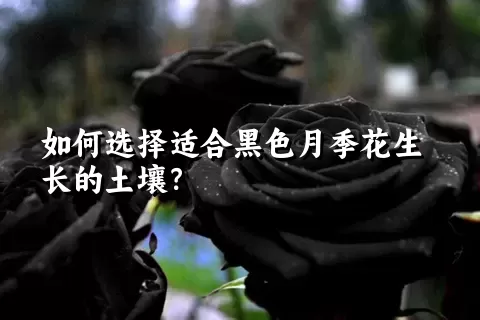 如何选择适合黑色月季花生长的土壤？