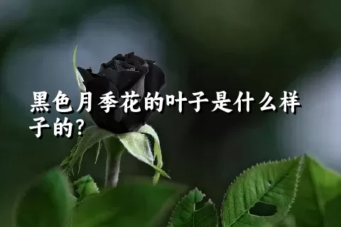 黑色月季花的叶子是什么样子的？