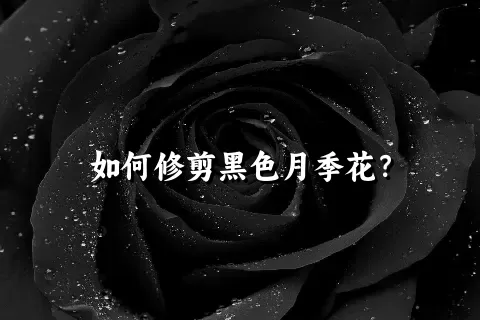 如何修剪黑色月季花？