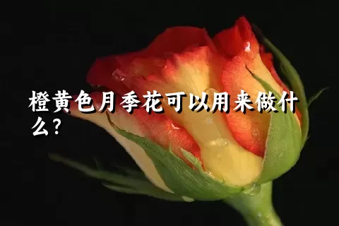 橙黄色月季花可以用来做什么？