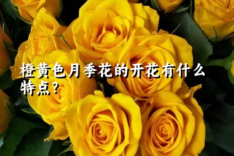 橙黄色月季花的开花有什么特点？