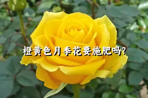 橙黄色月季花要施肥吗？